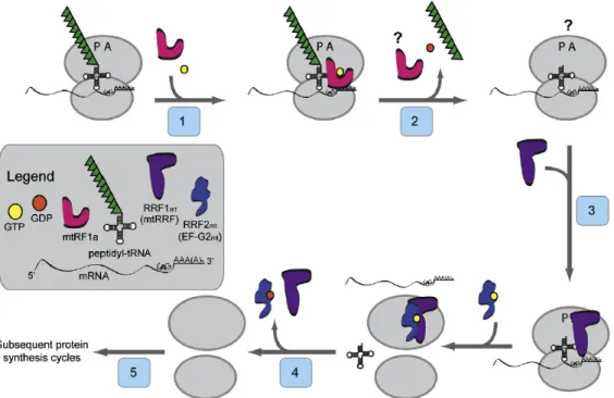 Figure  1.7  Model  for  the  termination  and  ribosome  recycling  phases  of  mitochondrial  protein synthesis