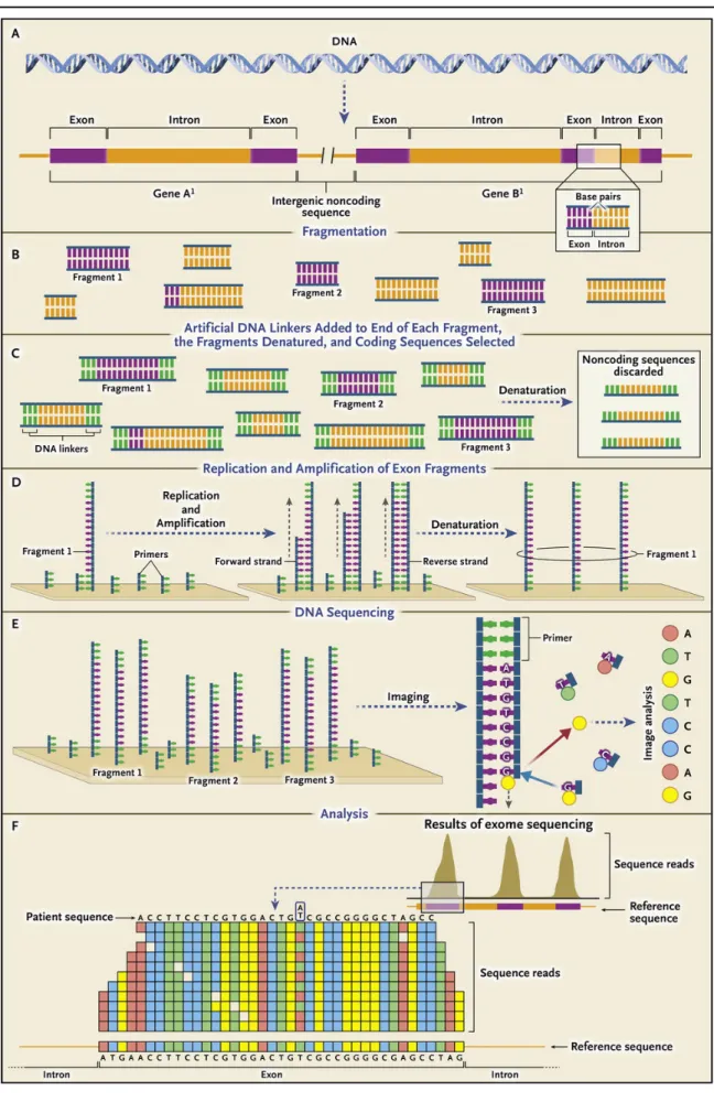 Figure 1.2 Overview of Exome Sequencing (on Illumina sequencer). This figure is taken from (Biesecker &amp; 