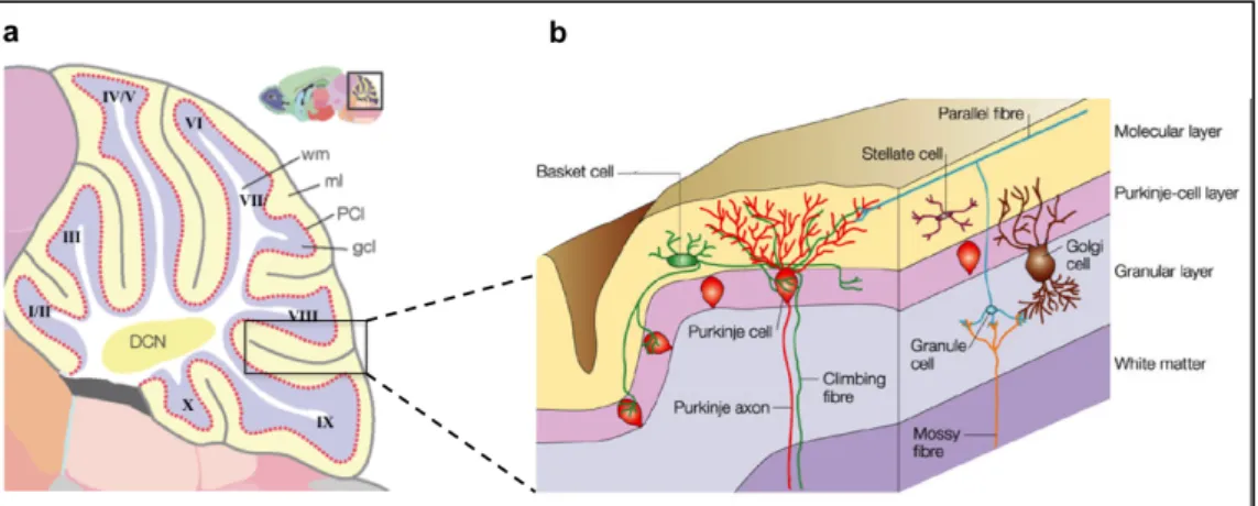 Figure 1.4: The architecture of the cerebellum. 