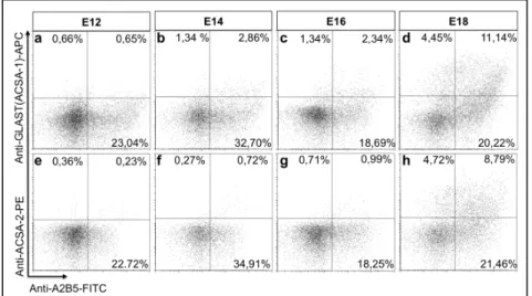 Figure 3.11: Expression profile of GLAST, ACSA-2 and A2B5 in embryonic mouse brain.   