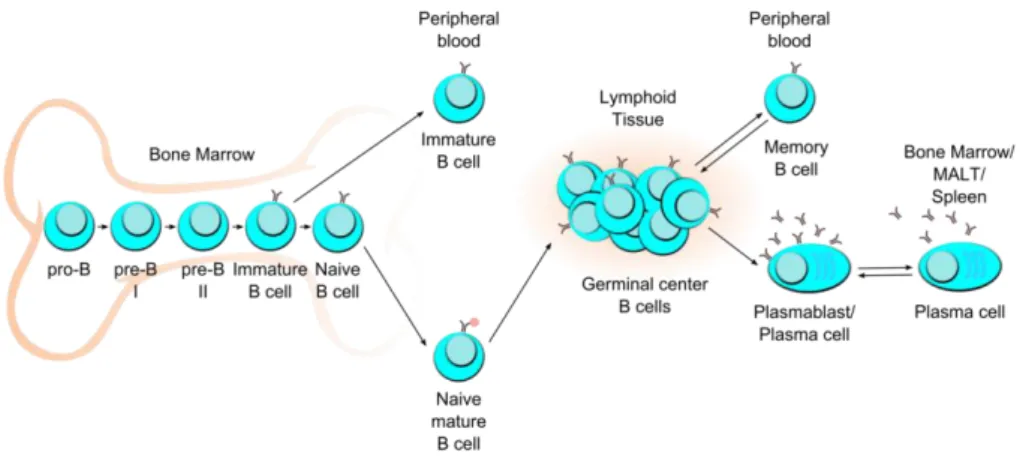 Figure 1. B cell development and differentiation subsets 