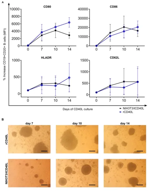 Figure  8.  Ligation  of  B  cells  by  CD40L  induced  activation  and  homotypic  cluster  formation 