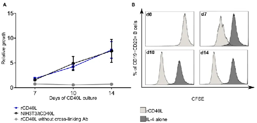 Figure 9. B cell proliferation in response to CD40 ligation 