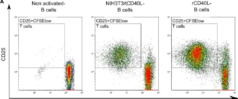 Figure 10. CD40 activated B cells induced strong proliferation of allogeneic T cells 