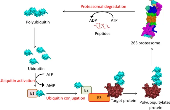 Fig. 2: The ubiquitin-proteasome system. Shown are the steps involved in the ubiquitin-dependent  degradation  of  a  target  protein