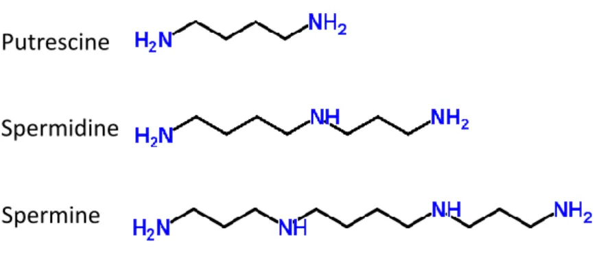 Fig. 4: Polyamine types and their structure. 