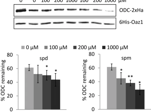 Fig. 9: Degradation of ODC by the proteasome is directly enhanced upon polyamine addition