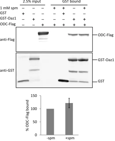 Fig.  11:  Spermine  does  not  affect  the  affinity  of  ODC/antizyme  heterodimer.  Co-pull  down  of  Oaz1  and  ODC  in  the  presence  or  absence  of  1  mM  spermine  (spm)