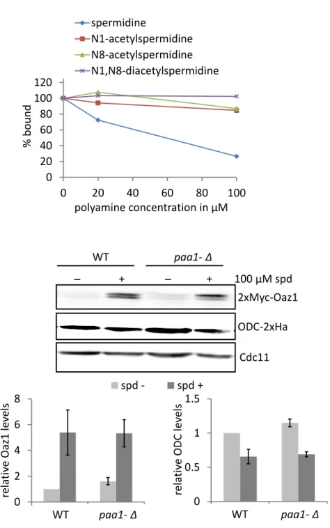 Fig.  13:  Role  of  acetylated  polyamines  in  the  feedback  regulation  of  ODC.  (A)  Acetylation  of  spermidine  inhibits  its  binding  to  antizyme
