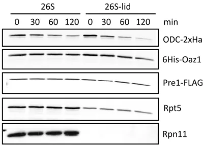 Fig.  16:  In  vitro  degradation  of  ODC  by  26S  proteasomes  lacking  the  lid  subcomplex