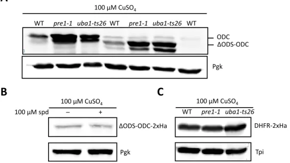 Fig.  26:  Ubiquitin-dependent  ODC  degradation  is  ODS-independent.  (A)  Western  blot  analysis  after  SDS-PAGE  showing  steady  state  levels  of  ODC  and  ΔODS-ODC  expressed  from  P CUP1