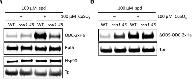 Fig.  28:  Ubiquitin-dependent  ODC  degradation  is  not  influenced  by  Hsp70.  (A)  Western  blot  analysis after SDS-PAGE showing steady state levels of ODC-2xHa expressed from  P CUP1  promoter  in  wild-type strain compared to  ssa1-45 mutant with a