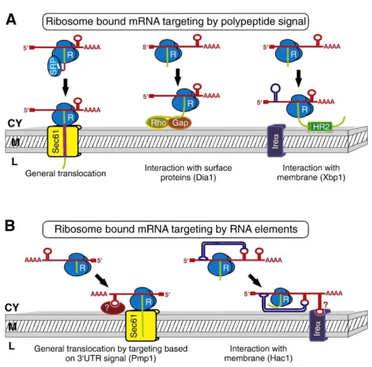 Figure 6: mRNA localisation to the ER. (A) Three forms of mRNA localisation mediated by  the  signal  peptide