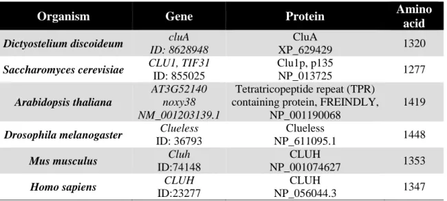 Table 3: Annotation of clu genes and proteins in different organisms. 