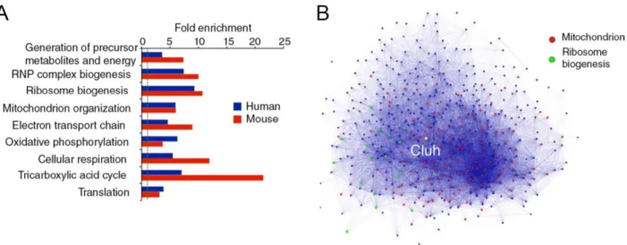 Figure 10: Coregulation analysis of CLUH/Cluh. (A) Analysis of Gene Ontology of the group  of  genes  coexpressed  with  CLUH/Cluh