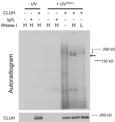 Figure 11: CLUH is an RNA binding protein. (A) CLIP with anti-CLUH antibodies in HeLa  lysate after crosslinking with 300mJ UV