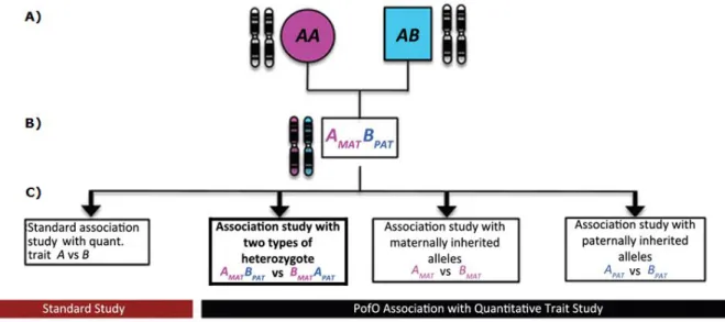 Figure 2-4: Determination of parental origin and PofO specific association testing for a hypothetical SNP