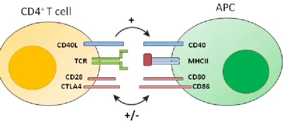 Fig. 1.2 APC activation upon encounter with an antigen-specific CD4 + T cell. Interactions that control the outcome of CD4 + T cell-APC encounter are indicated by the receptor-ligand pairs