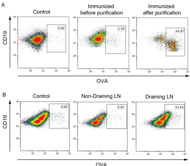 Fig. 3.2 Percentage of OVA-specific B cells. (A) Splenocytes from mice were stained for OVA-specific B cells among the CD19 + B220 + B cell population with OVA-Biotin tetramers