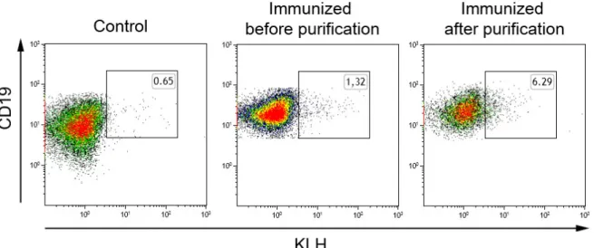 Fig. 3.3 B cell purity of OVA-enriched B cells.
