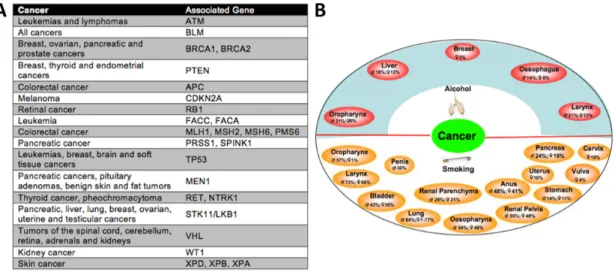 Figure  7:  Genetical  predisposition  and  enviromental  factors  develop  to  different  cancer  types
