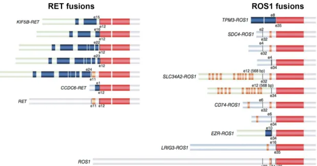 Figure  9:  Different  RET  and  ROS1  fusion  genes  found  in  NSCLC.  The  kinase  domain  (red)  is  conserved  in  every  fusion  protein  (modified  from  (Takeuchi  et  al.,  2012))