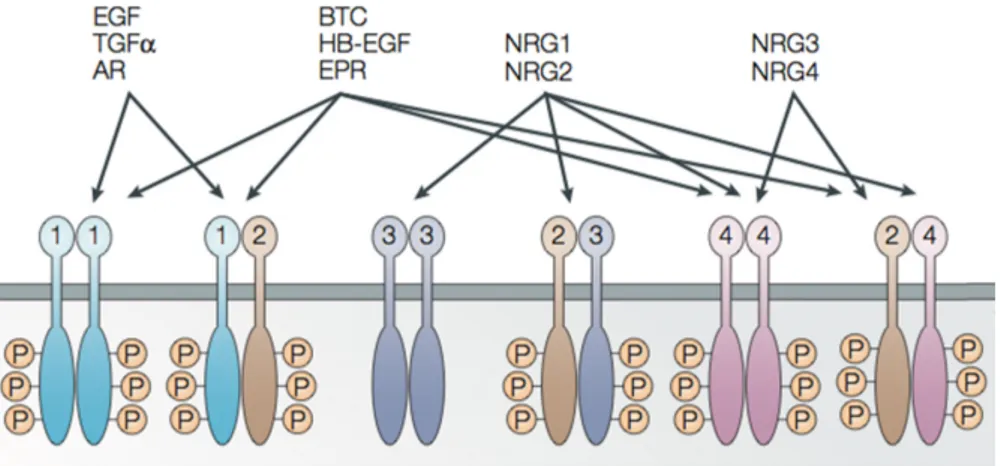 Figure 11: Interaction network of HER receptors 1-4. Different HER receptors can  be  activated  by  different  ligands