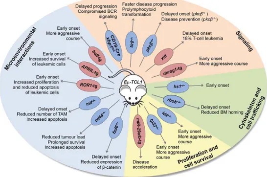 Figure 1: Study of novel pathogenic mechanisms in the Eµ-TCL1-transgenic mouse model  Deletion or overexpression (tg: transgenic) of molecules in the Eµ-TCL1-transgenic mouse model  affecting disease phenotype