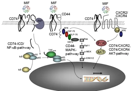 Figure 3: CD74- dependent MIF signaling 