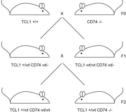 Figure 6: Breeding strategy for TCL1 +  with CD74 ko  mice 
