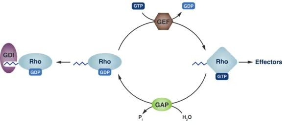 Figure 1.2: Regulatory cycle of GNBPs of the Ras superfamily.