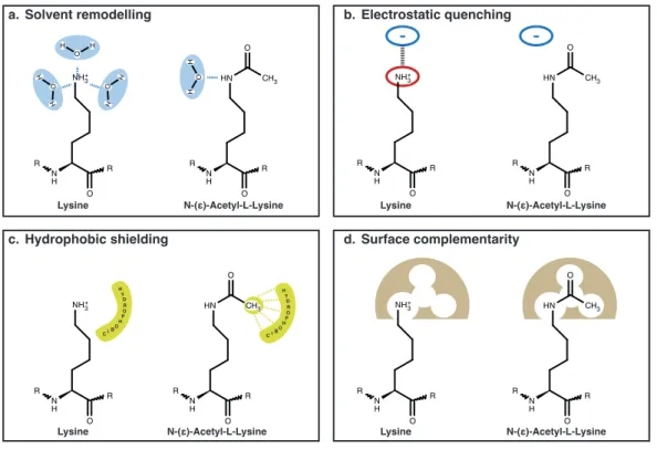 Figure 1.9: Impact of lysine acetylation.Comparison of chemical charac- charac-teristics of lysine and acetyl-lysine regarding (a) solvent remodeling, (b)  elec-trostatic and (c) hydrophobic interactions and (d) surface complementarity.
