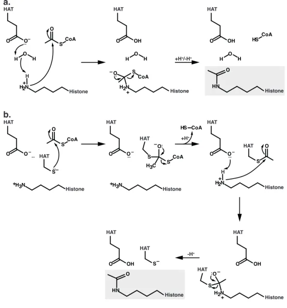 Figure 1.11: KATs utilize a direct attack mechanism of acetylation.