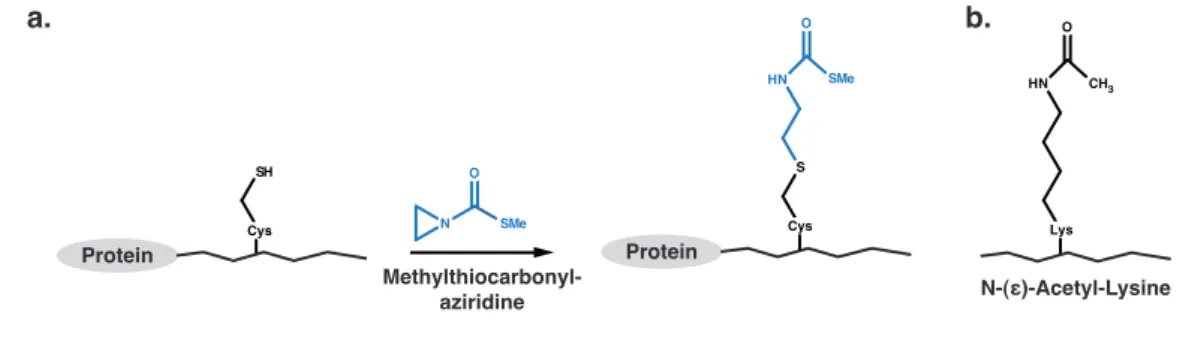 Figure 1.17: Acetyl-lysine-analog by alkylation of cysteines.(a)The alkylation of cysteine with Methylthiocarbonyl-aziridine yiels an acetyl-lysine analog