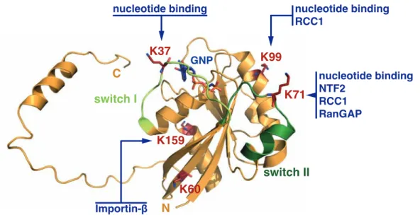 Figure 1.19: Ran acetylation sites and possible effects.Cartoon- effects.Cartoon-presentation of Ran (yellow) with GppNHp (blue) bound (PDB: 1K5D)
