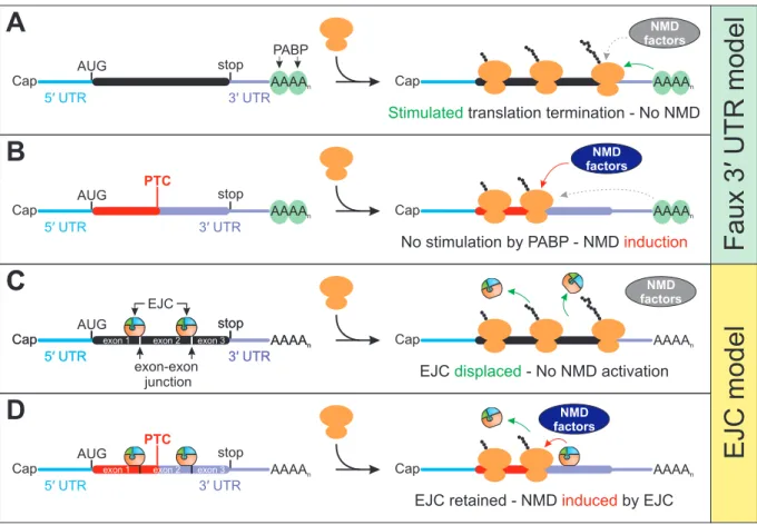 Figure 4: Key concepts of NMD activation. (A) In transcripts with short 3ʹ UTR, the stop codon and the downstream poly(A) tail  populated  by  cytoplasmic  poly(A)  binding  proteins  (PABP)  are  positioned  in  close  proximity