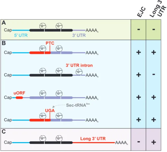 Figure 5: Examples of mRNPs targeted by NMD. (A) Normal mRNP composition with no EJC or long 3ʹ UTR downstream of the  stop codon represents a NMD-resistant transcript