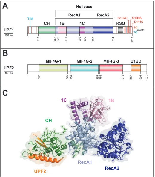 Figure 6:  Interaction and domain architecture of UPF1 and UPF2. (A) Schematic domain  representation of UPF1, indicating  functional domains