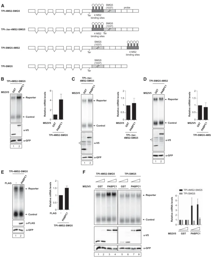 FIGURE 1. Tethering PABPC1 to a reporter mRNA containing a long 3 ′ UTR increases mRNA abundance