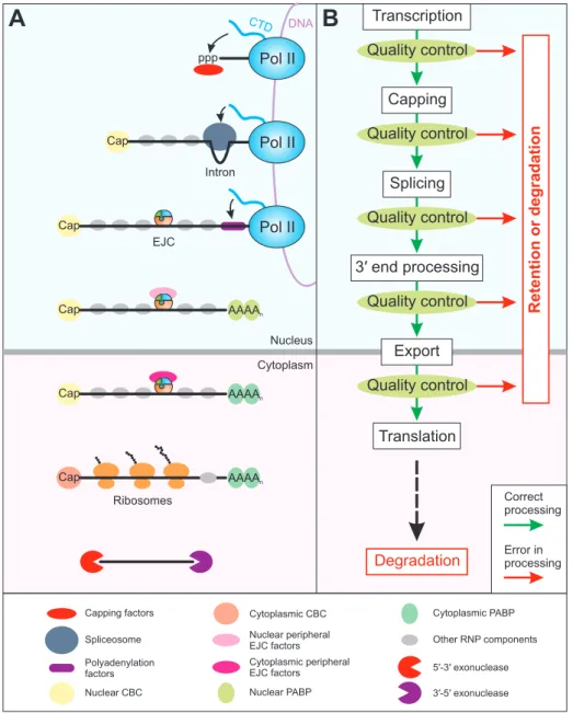 Figure 1: Overview of mRNP composition and quality control during gene expression. (A) Central steps of gene expression are  depicted schematically