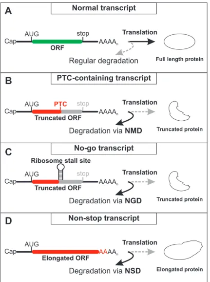 Figure 2: Comparison of translation-coupled quality control mechanisms. (A) Normal mRNAs are translated and give rise to full  length, functional proteins