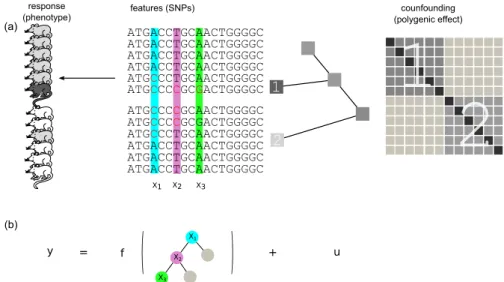 Figure 5.1.: Schematic overview of mixed model regression trees. (a) QTL data is considered where individuals are descendants from two different populations as illustrated by the phylogenetic tree