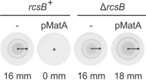 Figure   10.   MatA-­‐RcsB   inhibits   motility.   