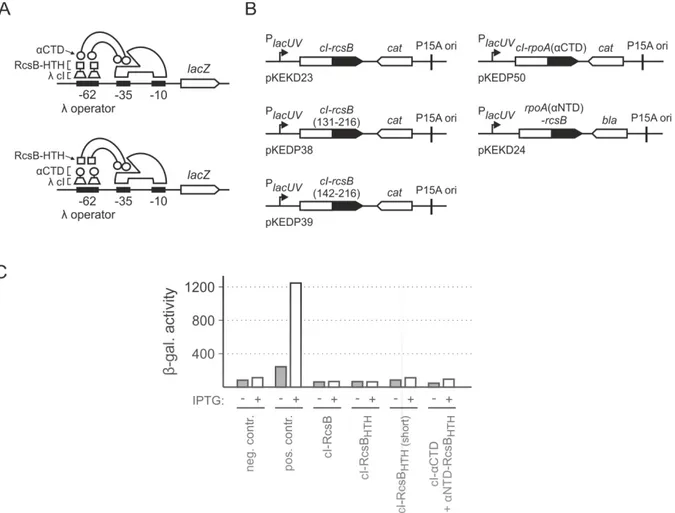 Figure   18.   Experimental   setup,   used   plasmids   and   results   for   RcsB-­‐RNA   polymerase   interaction   by        bacterial   two-­‐hybrid   analyses