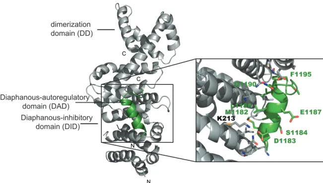 Figure 1.6 Crystal structure of the mDia DID • mDia DAD complex.