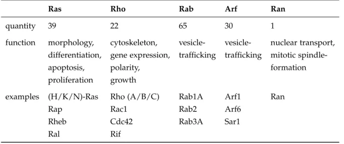 Table 1.2 The five major subfamilies of the Ras superfamily. Classification based on Wenner- Wenner-berg et al