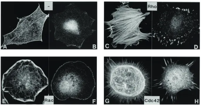 Figure 1.11 Impact of RhoA, Rac and Cdc42 on the actin cytoskeleton.