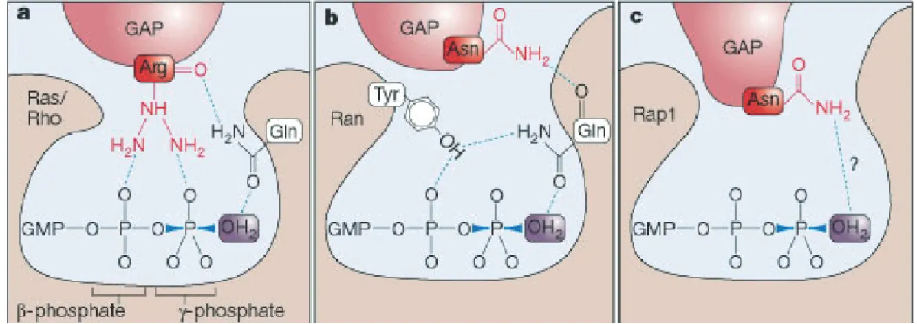 Figure 1.14 Differences in the GAP-accelerated GTP-hydrolysis of Rho proteins.