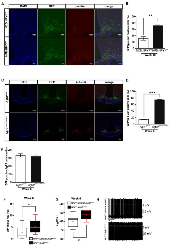 Figure 4. Activation of JNK signalling in AgRP neurons occurs in obesity and increases firing of  these cells