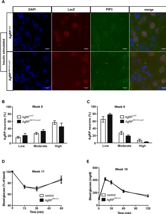 Figure  8. Unaltered  AgRP-neuronal  insulin  sensitivity  and  glucose  homeostasis  in  AgRP JNK1CA mice